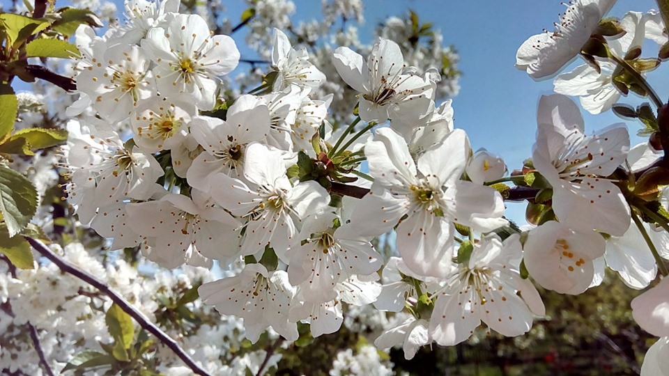 «Мелітополь: черешнева столиця України саме тут!»
