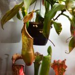 Студенти хіміко-біологічного факультету відвідали виставку «Рослини-хижаки і мешканці джунглів»