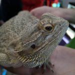 Студенти хіміко-біологічного факультету відвідали виставку «Рослини-хижаки і мешканці джунглів»