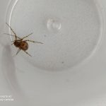 Весняна навчальна практика із зоології безхребетних для І курсу