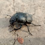 Весняна навчальна практика із зоології безхребетних для І курсу