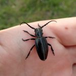 Весняна навчальна практика із зоології безхребетних для І курсу