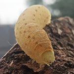 Весняна навчальна практика із зоології безхребетних для І курсу