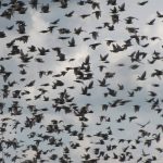 Міжнародний День спостережень за весняними міграціями птахів