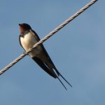 Міжнародний День спостережень за весняними міграціями птахів